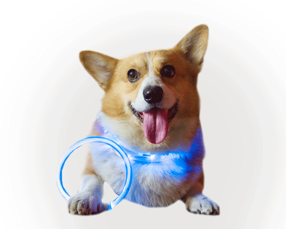 迪普尔USB充电式狗狗LED夜光圈