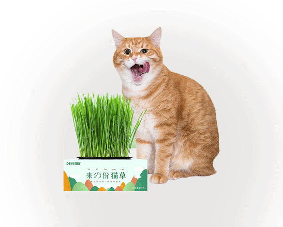 得酷 猫草种子水培猫薄荷除毛球猫草种籽种植套装